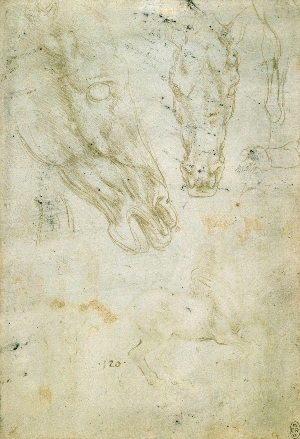 Studies of Horses and Horses' Heads