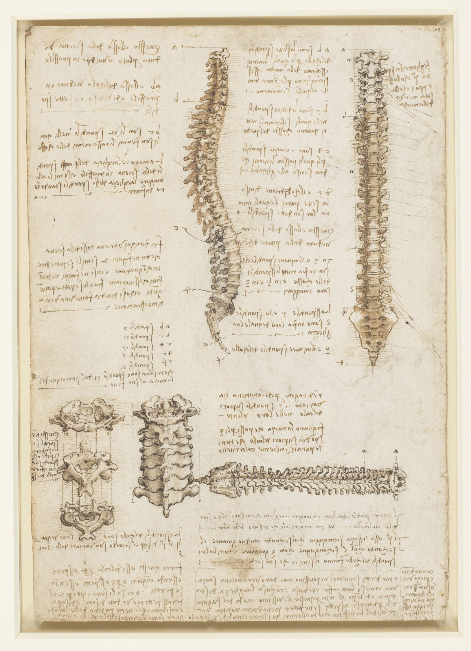 Studies of the Vertebral Column